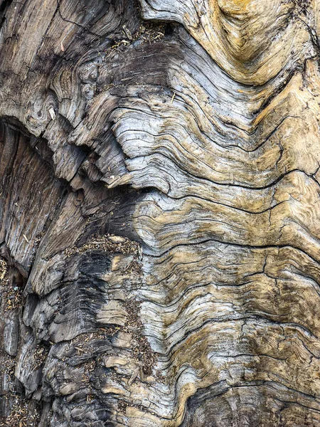 Kůra Stromě Vzorec Pozadí Textura — Stock fotografie