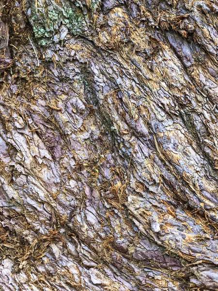 Bark Tree Background Pattern Texture — Stock Photo, Image