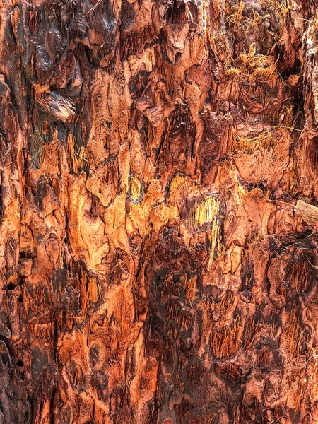 Кора Дерева Кора Дерева Фоновый Рисунок Текстура — стоковое фото