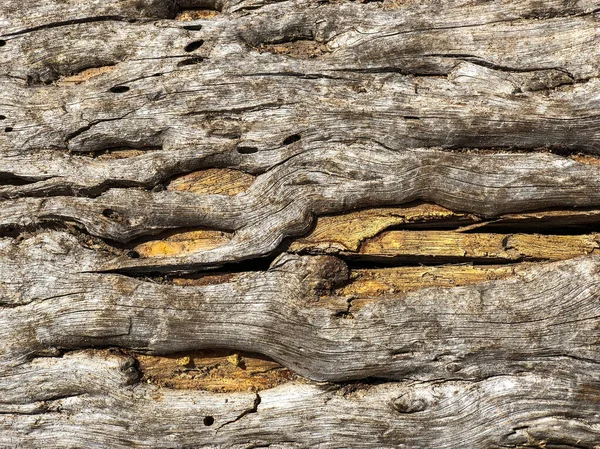 Bark Tree Background Pattern Texture — Stock Photo, Image