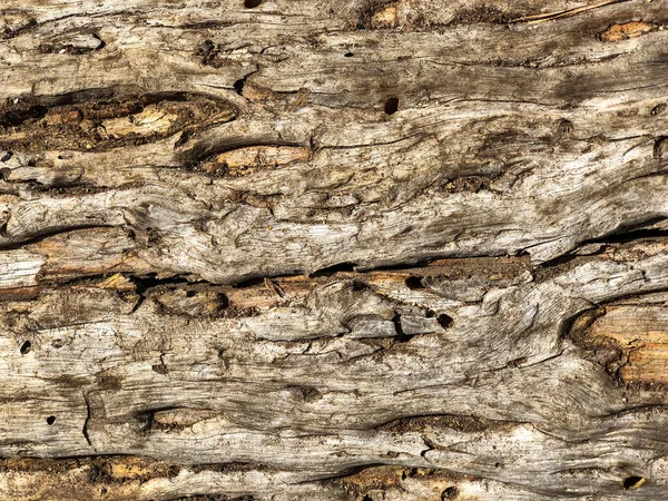 Coaja Copacului Modelul Fundal Textura — Fotografie, imagine de stoc
