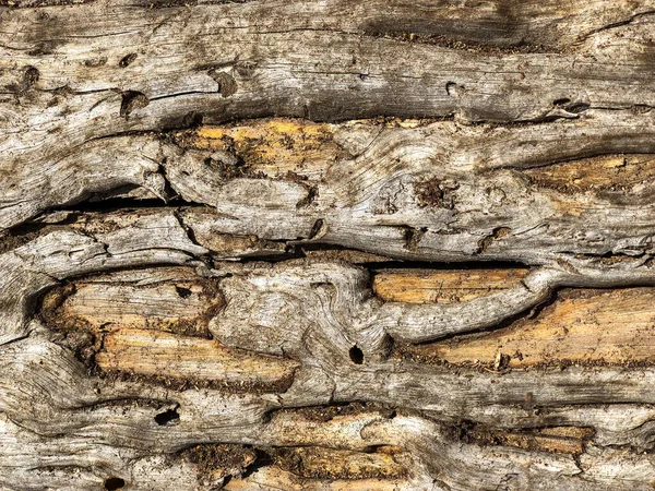 Bark Tree Background Pattern Texture — Stock Photo, Image