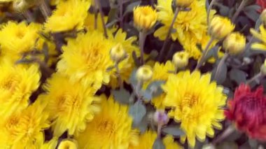 Sonbahar çiçekleri, güneş ışığında kasımpatılar, parlak sarı ve pembe çiçekler. Yüksek kaliteli FullHD görüntüler