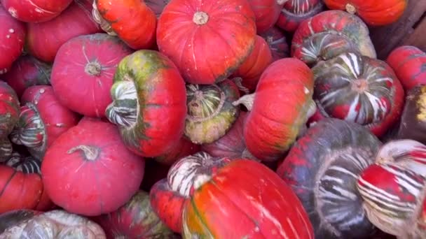 Las Calabazas Están Mercado Los Agricultores Vista Cerca Calabazas Calabazas — Vídeos de Stock