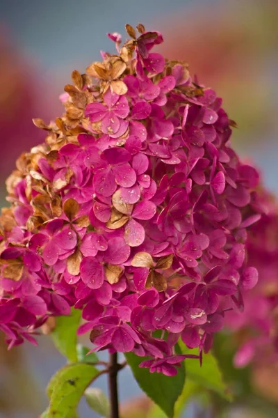 Colores Otoñales Hortensias — Foto de Stock