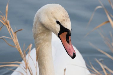 Dilsiz Kuğu Portresi