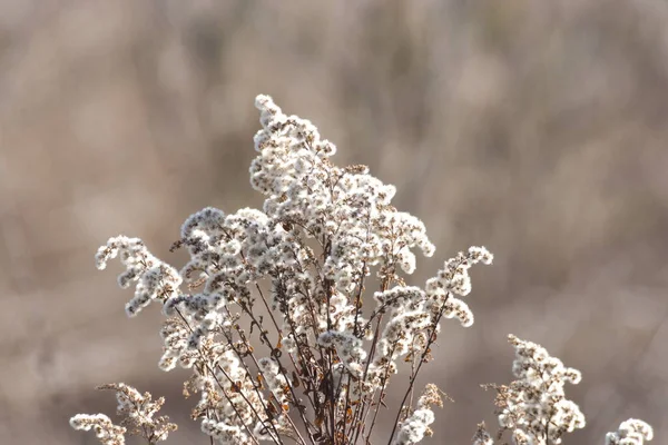 Aranyrúd Virág Télen — Stock Fotó