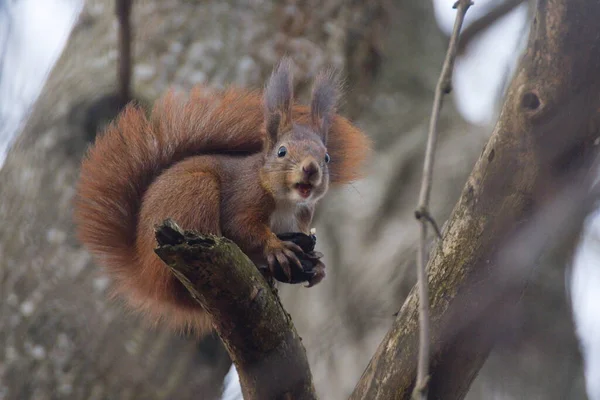 Esquilo Vermelho Com Amendoim — Fotografia de Stock