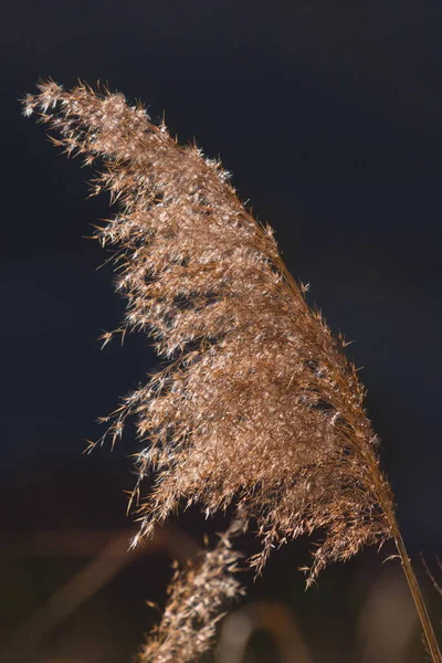 Ramoscello Canna Secca Inverno — Foto Stock