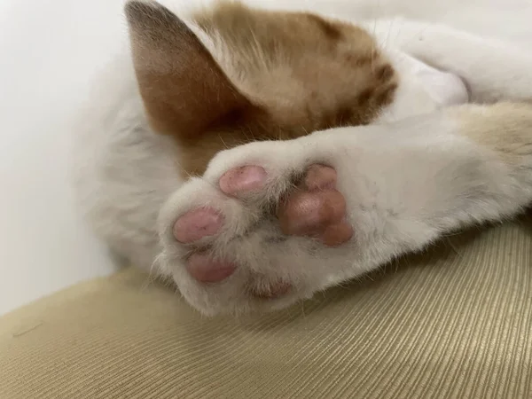 Sevimli patileri olan küçük bir kedi