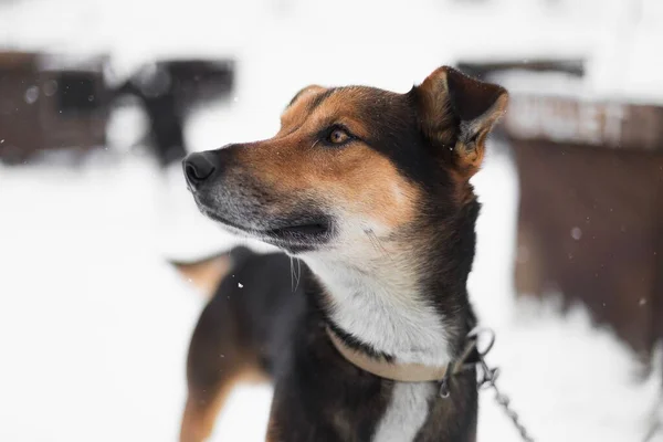 Sled Dog Nella Neve Invernale Fuori Jackson Wyoming — Foto Stock