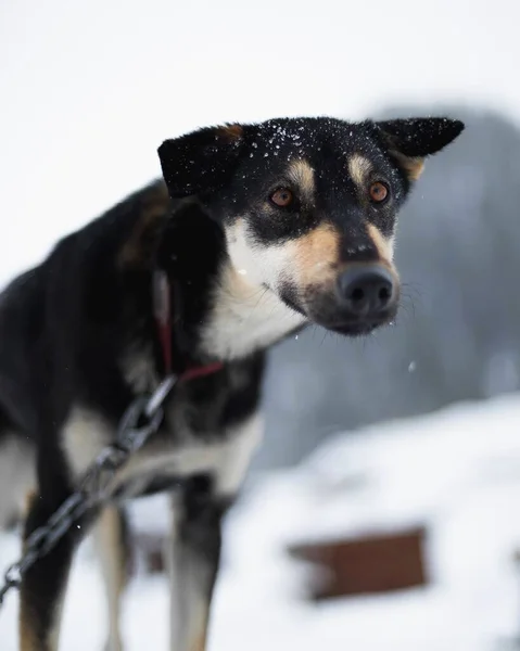 Sled Dog Nella Neve Invernale Fuori Jackson Wyoming — Foto Stock