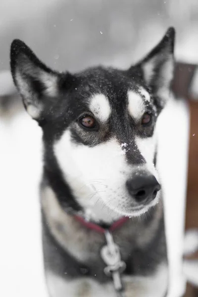 Sled Dog Nella Neve Invernale Fuori Jackson Wyoming — Foto Stock