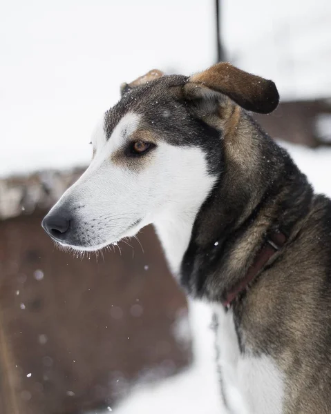Jackson Wyoming Dışında Kar Altında Kızak Köpeği — Stok fotoğraf