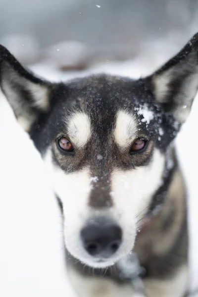 Jackson Wyoming Dışında Kış Karında Kızak Köpeği — Stok fotoğraf