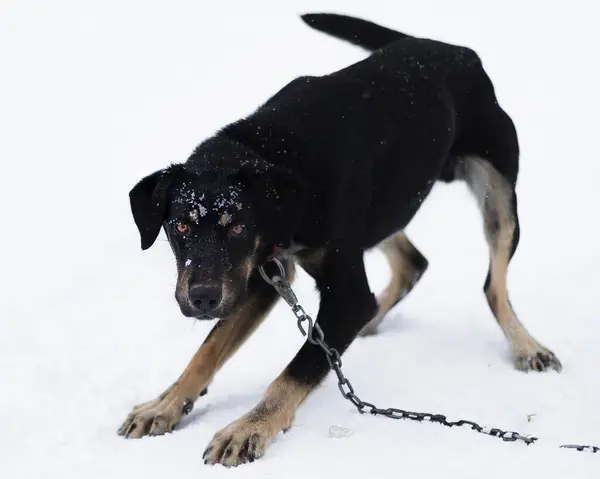 Sled Dog Nella Neve Invernale Fuori Jackson Wyoming — Foto Stock