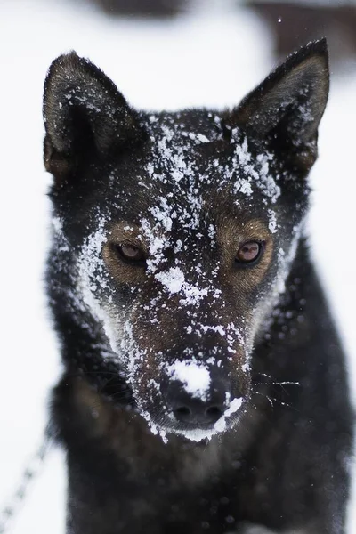 Sled Dog Nella Neve Invernale Fuori Jackson Wyoming — Foto Stock