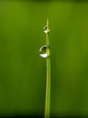 Çiy sabah ışığı yansıtır.