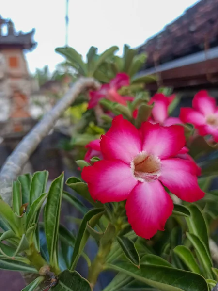 Adenium Bloem Bloei Die Groeit Een Pot — Stockfoto