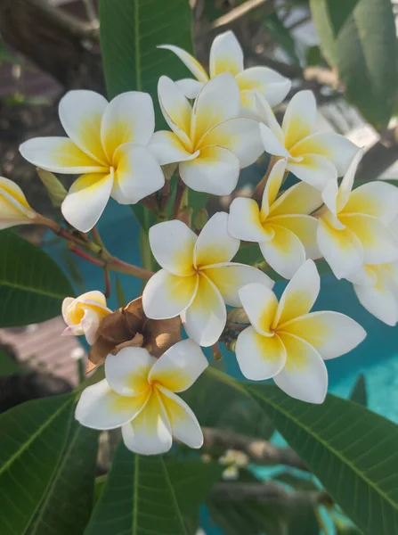 Frangipani Çiçeği Açtı — Stok fotoğraf