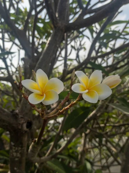フランジパニの花が咲く — ストック写真