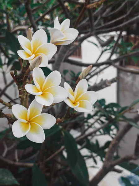 Frangipani Blomma Blom — Stockfoto