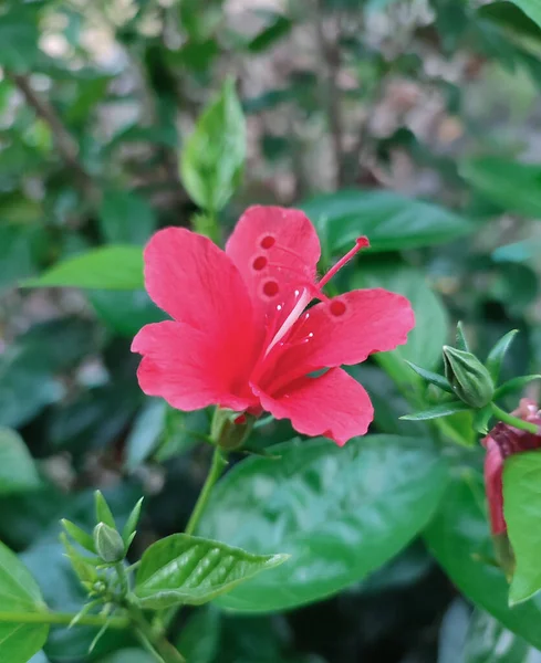 Czerwony Kwiat Hibiskusa Ogrodzie — Zdjęcie stockowe