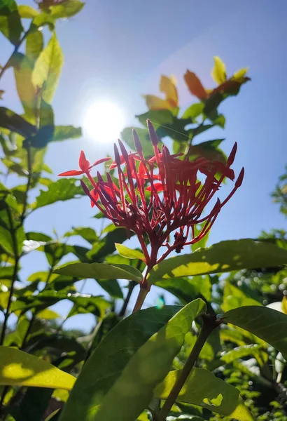 Angsoka Blomma Solen — Stockfoto