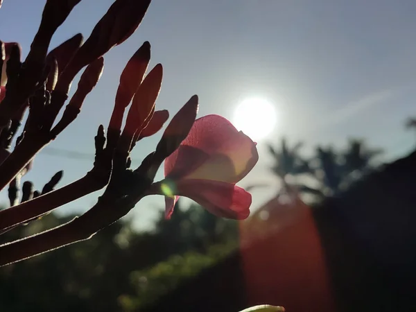 Güneşin Altında Kırmızı Frangipani Çiçeği — Stok fotoğraf