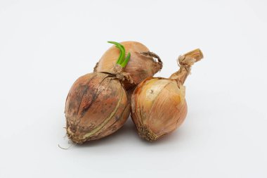 farklı soğan şekilleri