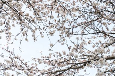 Mavi gökyüzünün altında güzel kiraz çiçekleriyle manzara