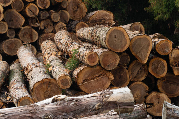 Several piles of wood firewood stacked outdoors