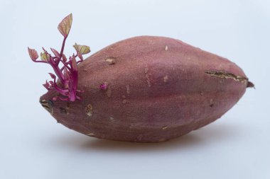 Sweet potato with sprouts on a white background