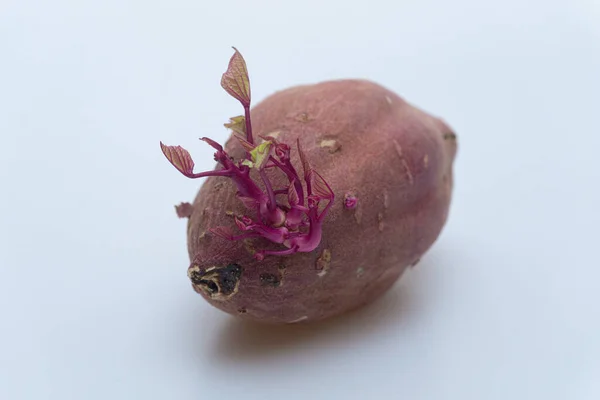 Sweet Potato Sprouts White Background — Stok fotoğraf