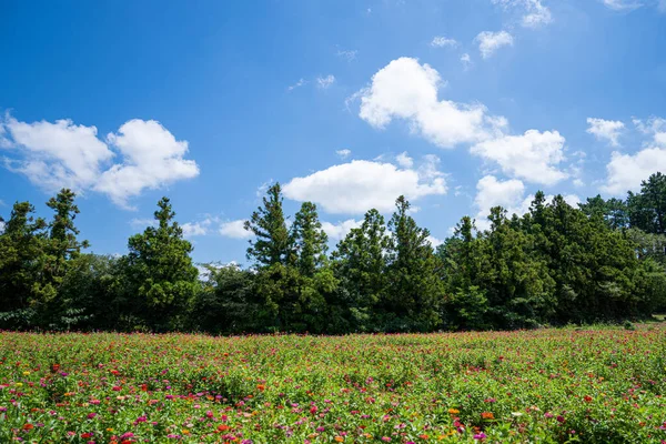 A vast expanse of beautiful cranberry fields