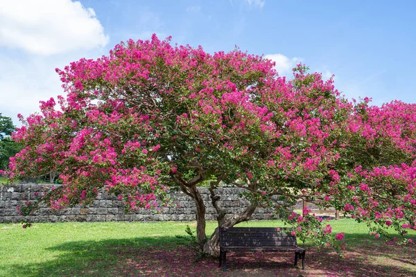 Beautiful pear tree flowers and wooden bench
