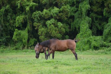 Horses resting on the clear blue sky and green meadow