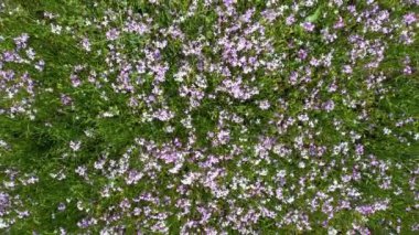 Jeju Adası, Güney Kore 'deki güzel yosun tarlası.