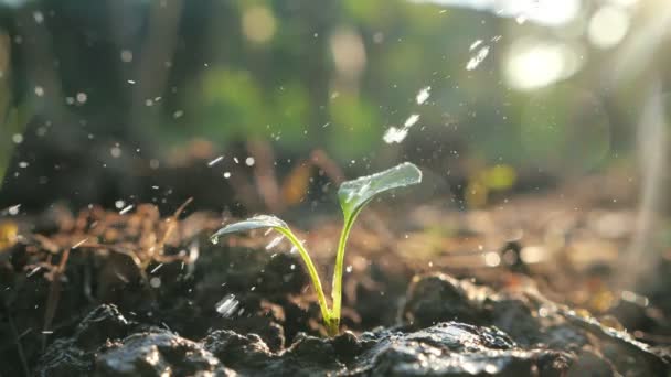 Zblízka Postřiku Vody Mladou Rostlinu Úrodné Půdě Ranním Světle Pomalý — Stock video