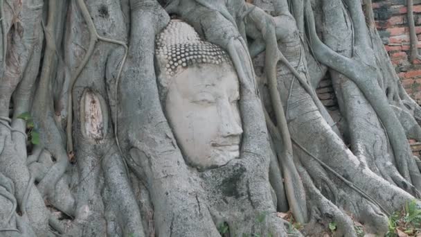 タイの木の根 仏教寺院ワットMahathatでアユタヤ仏頭 素晴らしいタイ旅行のコンセプト — ストック動画