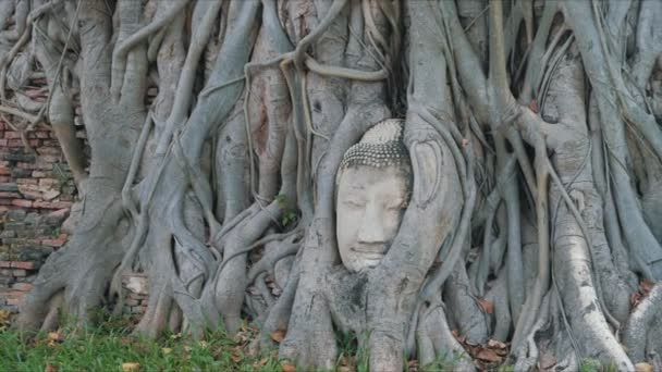 Ayutthaya Buddha Κεφάλι Ρίζες Δέντρων Βουδιστικός Ναός Wat Mahathat Στην — Αρχείο Βίντεο