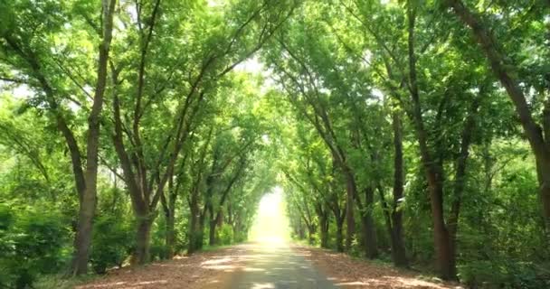 Ein Schöner Grüner Tunnel Aus Bäumen Mit Lichtstrahl Ende Einem — Stockvideo