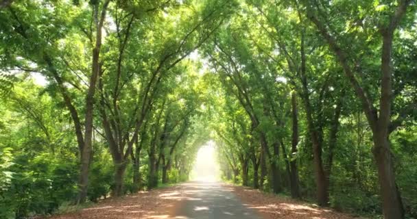 Krásný Zelený Tunel Stromů Světelným Paprskem Konci Krásného Letního Dne — Stock video
