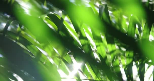 熱帯ジャングルの緑のヤシの葉が太陽のフレアと影で揺れるのを閉じる 朝の夏の背景 スローモーション — ストック動画