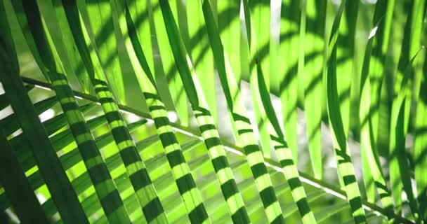 Close Tropical Jungle Green Palm Foliage Swwing Sun Flare Shadow — Stock video
