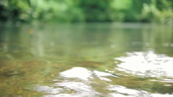 Río Arroyo Claro Que Fluye Bosque Profundo Primer Plano Cámara — Vídeos de Stock
