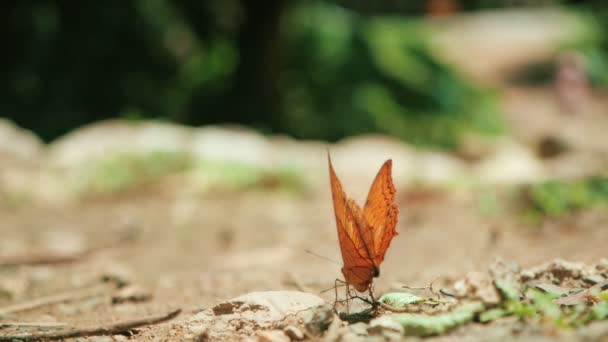 Fjäril Flyger Bort Från Marken Naturen Skogen Närbild Slow Motion — Stockvideo