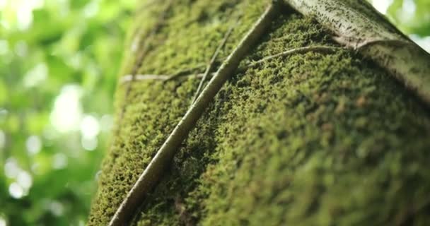 Dekat Dengan Lumut Hijau Yang Tumbuh Kulit Pohon Dalam Hutan — Stok Video