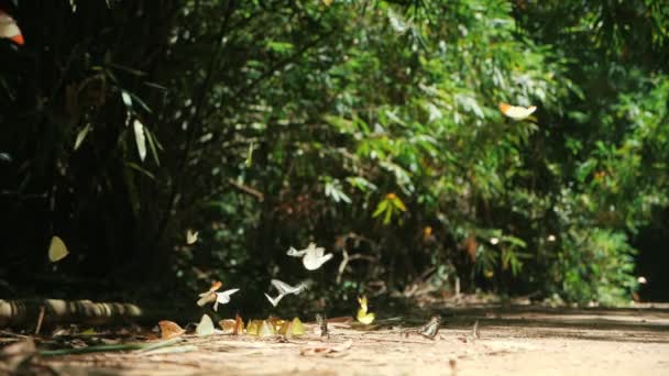 Zpomalený Pohyb Skupiny Barevných Motýlů Zemi Létání Přírodním Lese — Stock video