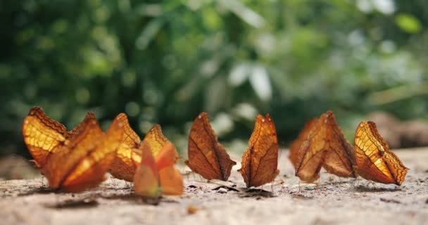 Gruppo Farfalle Pozzanghere Terra Nella Foresta Farfalle Sciame Mangia Minerali — Video Stock